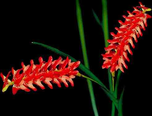 Dendrochilum uncatum